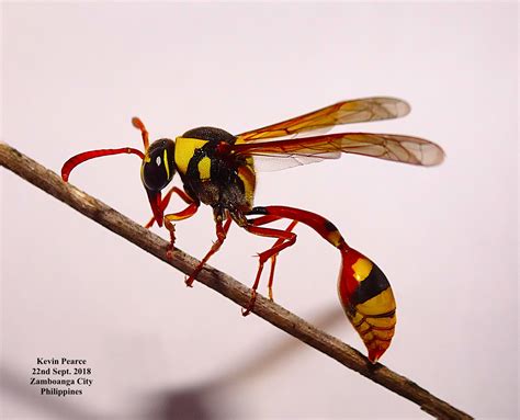 types of bees in philippines|Bee, Wasp, and Hornet Species .